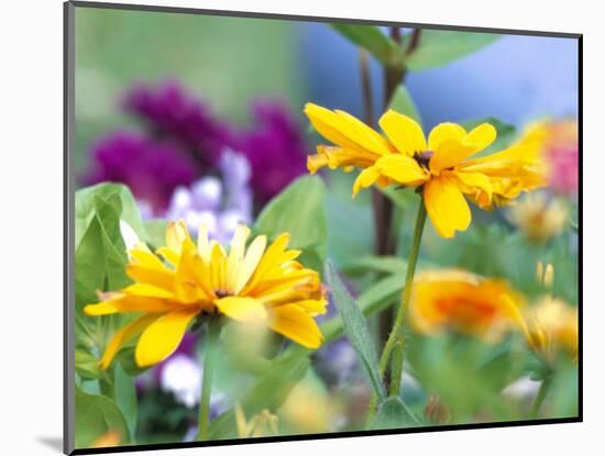 Cherokee Sunset Rudbeckia, Seattle, Washington, USA-Terry Eggers-Mounted Photographic Print