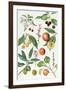 Cherries and Other Fruit-Bearing Trees-Elizabeth Rice-Framed Giclee Print