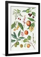 Cherries and Other Fruit-Bearing Trees-Elizabeth Rice-Framed Giclee Print