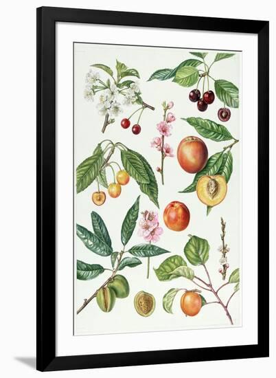 Cherries and Other Fruit-Bearing Trees-Elizabeth Rice-Framed Giclee Print