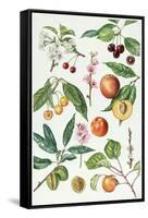 Cherries and Other Fruit-Bearing Trees-Elizabeth Rice-Framed Stretched Canvas