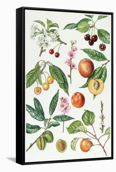 Cherries and Other Fruit-Bearing Trees-Elizabeth Rice-Framed Stretched Canvas