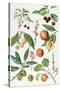 Cherries and Other Fruit-Bearing Trees-Elizabeth Rice-Stretched Canvas