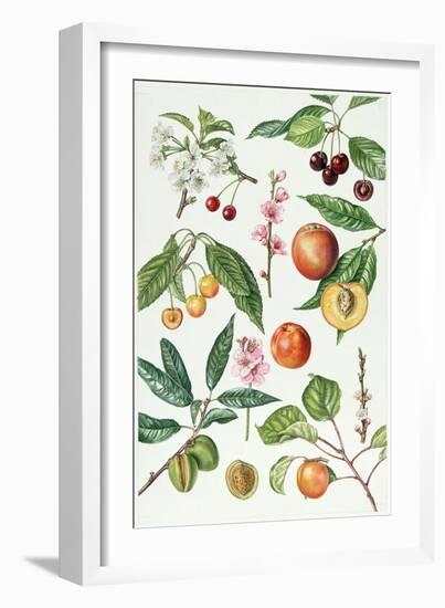 Cherries and Other Fruit-Bearing Trees-Elizabeth Rice-Framed Giclee Print