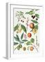 Cherries and Other Fruit-Bearing Trees-Elizabeth Rice-Framed Giclee Print