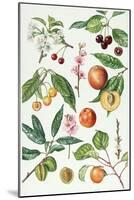 Cherries and Other Fruit-Bearing Trees-Elizabeth Rice-Mounted Giclee Print