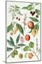 Cherries and Other Fruit-Bearing Trees-Elizabeth Rice-Mounted Giclee Print