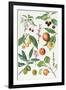 Cherries and Other Fruit-Bearing Trees-Elizabeth Rice-Framed Premium Giclee Print