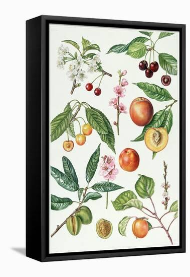 Cherries and Other Fruit-Bearing Trees-Elizabeth Rice-Framed Stretched Canvas