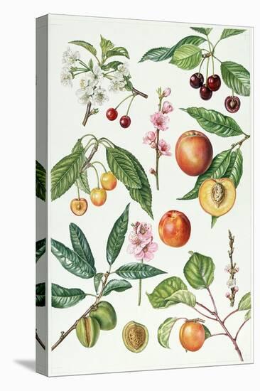 Cherries and Other Fruit-Bearing Trees-Elizabeth Rice-Stretched Canvas