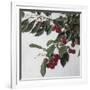 Cherries, c.1883-Henri Fantin-Latour-Framed Giclee Print