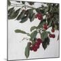 Cherries, c.1883-Henri Fantin-Latour-Mounted Giclee Print