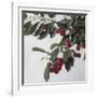 Cherries, c.1883-Henri Fantin-Latour-Framed Giclee Print