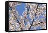 Cherries in Bloom I-Kathy Mahan-Framed Stretched Canvas