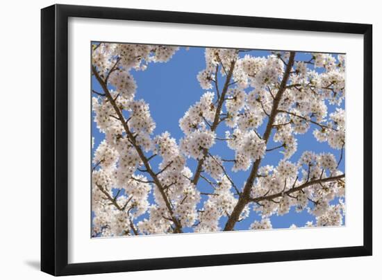 Cherries in Bloom I-Kathy Mahan-Framed Photographic Print