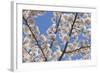 Cherries in Bloom I-Kathy Mahan-Framed Photographic Print