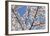 Cherries in Bloom I-Kathy Mahan-Framed Photographic Print