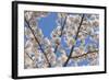 Cherries in Bloom I-Kathy Mahan-Framed Photographic Print