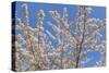 Cherries in Bloom II-Kathy Mahan-Stretched Canvas