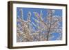 Cherries in Bloom II-Kathy Mahan-Framed Photographic Print