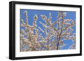 Cherries in Bloom II-Kathy Mahan-Framed Photographic Print