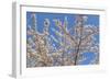 Cherries in Bloom II-Kathy Mahan-Framed Photographic Print