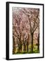 Cherries in Bloom-Chuck Burdick-Framed Photographic Print