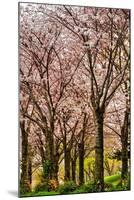 Cherries in Bloom-Chuck Burdick-Mounted Photographic Print