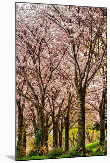 Cherries in Bloom-Chuck Burdick-Mounted Photographic Print