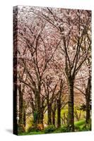 Cherries in Bloom-Chuck Burdick-Stretched Canvas