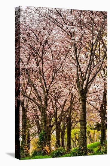 Cherries in Bloom-Chuck Burdick-Stretched Canvas