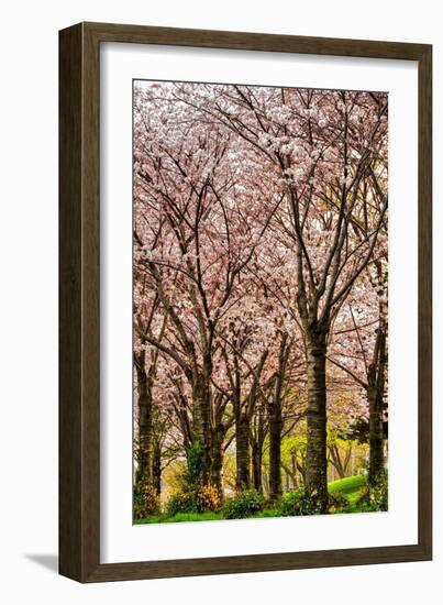 Cherries in Bloom-Chuck Burdick-Framed Photographic Print