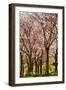 Cherries in Bloom-Chuck Burdick-Framed Photographic Print