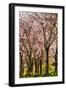 Cherries in Bloom-Chuck Burdick-Framed Photographic Print