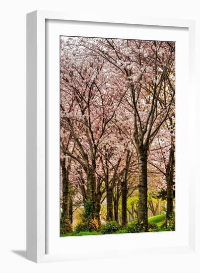 Cherries in Bloom-Chuck Burdick-Framed Photographic Print