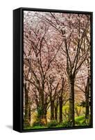 Cherries in Bloom-Chuck Burdick-Framed Stretched Canvas