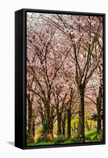 Cherries in Bloom-Chuck Burdick-Framed Stretched Canvas