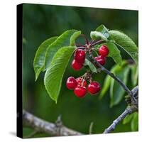 Cherries, Norway-Arctic-Images-Stretched Canvas