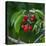 Cherries, Norway-Arctic-Images-Stretched Canvas