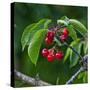 Cherries, Norway-Arctic-Images-Stretched Canvas