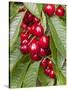 Cherries, Norway-Arctic-Images-Stretched Canvas