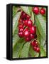 Cherries, Norway-Arctic-Images-Framed Stretched Canvas