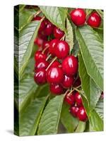 Cherries, Norway-Arctic-Images-Stretched Canvas