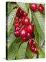 Cherries, Norway-Arctic-Images-Stretched Canvas