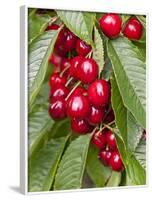 Cherries, Norway-Arctic-Images-Framed Photographic Print