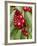 Cherries, Norway-Arctic-Images-Framed Photographic Print