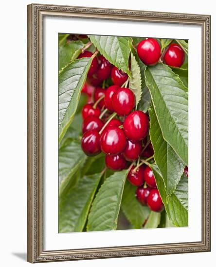 Cherries, Norway-Arctic-Images-Framed Photographic Print