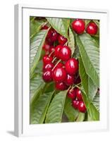 Cherries, Norway-Arctic-Images-Framed Photographic Print