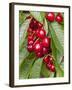 Cherries, Norway-Arctic-Images-Framed Photographic Print