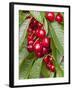 Cherries, Norway-Arctic-Images-Framed Photographic Print